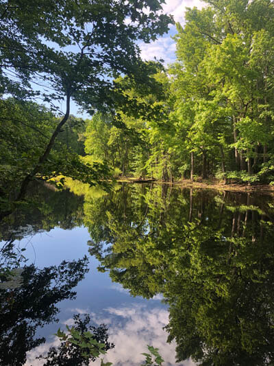 Lake surrounded by trees